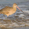 Marbled Godwit